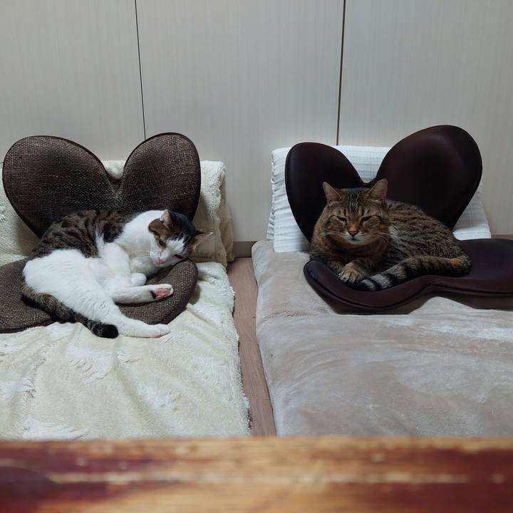 239c26af ac3a 47a7 9cd1 60c20f76eb4a 1737151938433