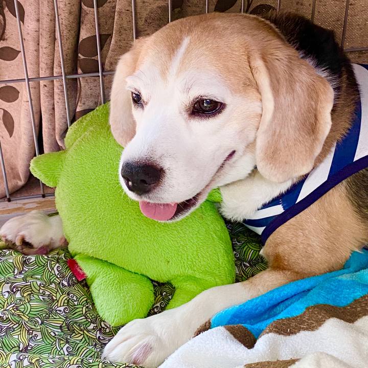 239e4bcc 1cd3 4bdb 9acc c3fda0aa0505 1593404275220