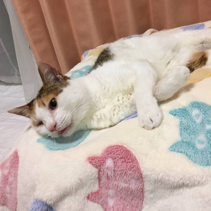 239f16ae 6bc0 4b1c 8c87 7e819adb31a6 1557490543780