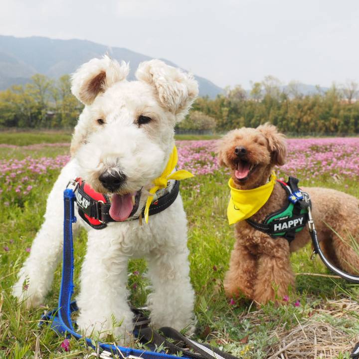 23a16d1d 020f 4606 b683 2bb52cee6864 1555851044155