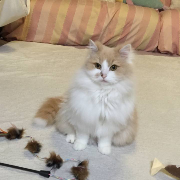 23a21431 1cfc 44b8 8345 fdd552eb83ba 1526560677576