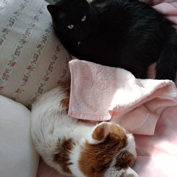 23a268c9 1b0b 4ed0 ab59 b9b9df8d241a 1620813495870