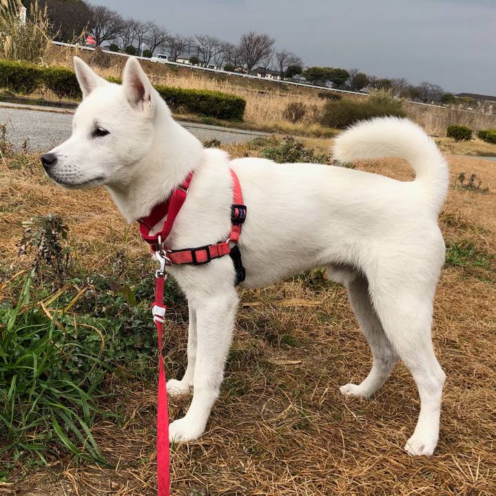 23aa6066 71dd 47ae a734 4de1abca41b5 1519823660009