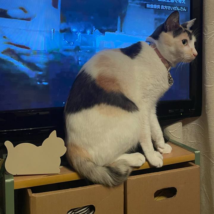 23ab10c6 bcd0 427a 8be0 3c461728b05d 1733231378122