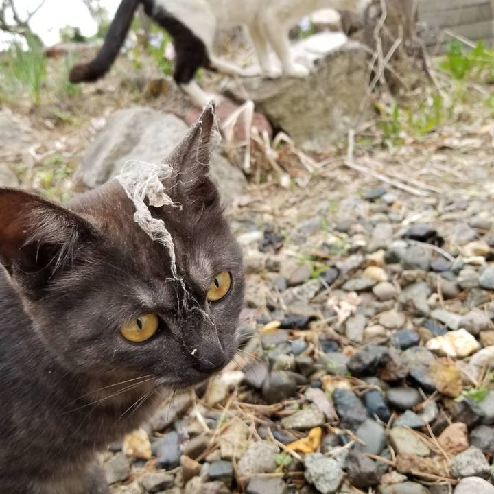 23ae1e16 25b2 4ab9 9d1a 3392fbd635c4 1590331291327