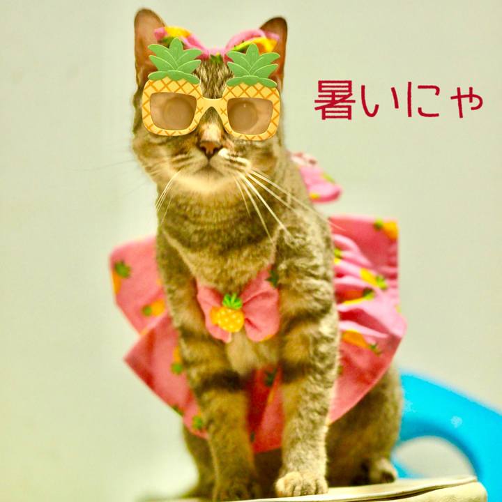 23b0e340 77cd 4c74 ba62 4aefd09bd021 1689927794683