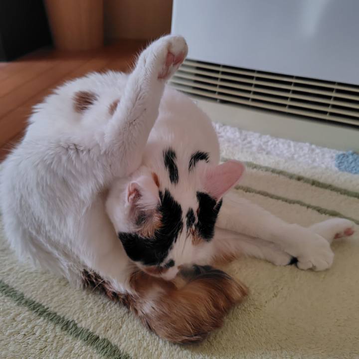 23b24c14 10aa 48a7 88b1 55f3b5981460 1762691827844