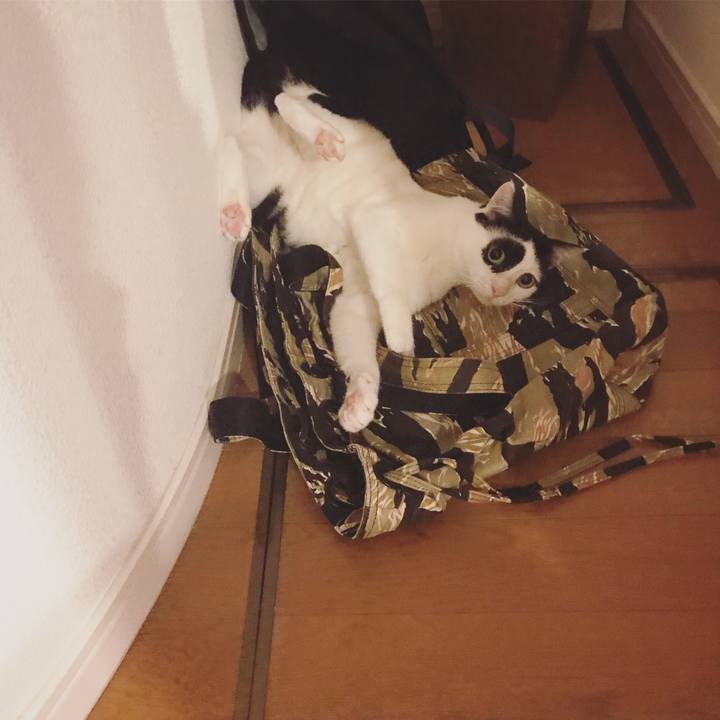 23bc1279 0c30 408d 819e bd3fecf9150d 1565963601829