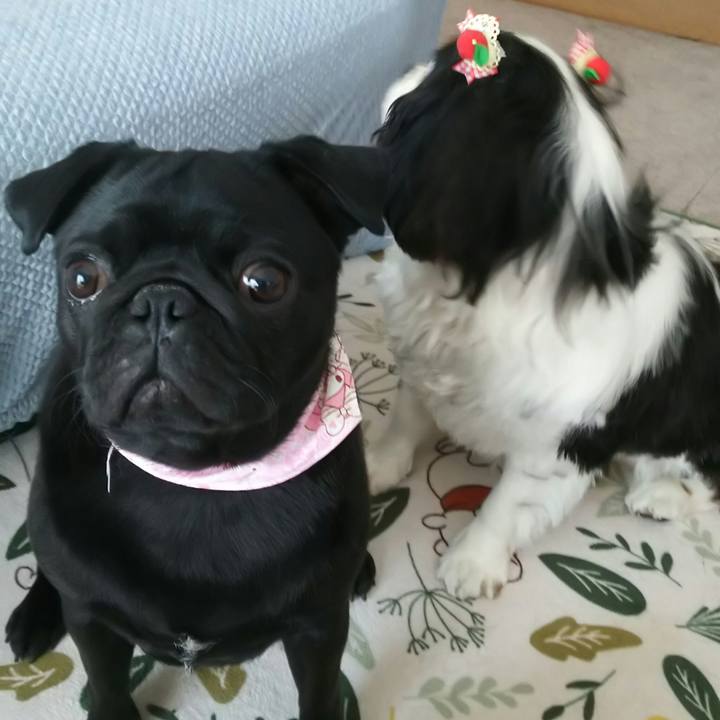 23c2300a 0f73 4518 a629 68f99316179a 1528006521682