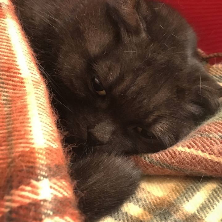 23c33a95 5708 4021 aeb2 9c4704a3e89e 1542560599666