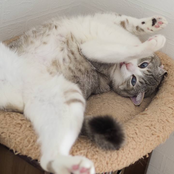 23c4a41d 1977 4774 824c 7e9672ac713a 1618661320089