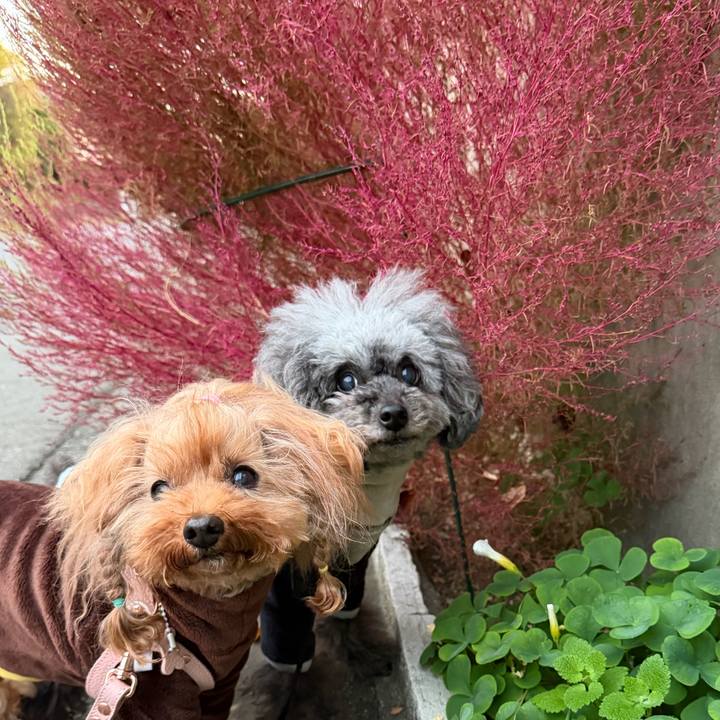 23c66751 1784 413c a44e 85d02dd4a796 1764287685636