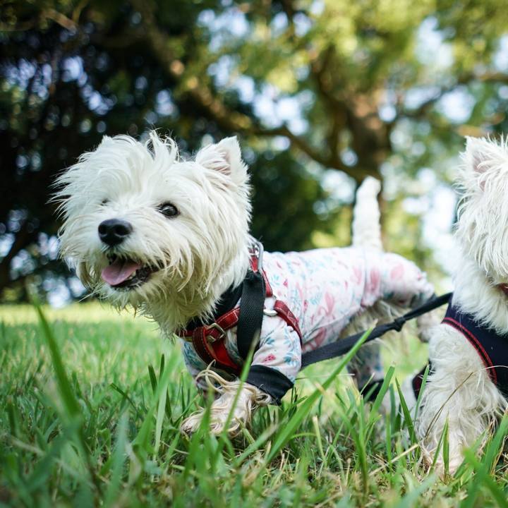 23c6a88f 00d3 4c9a 875f b4f68a293ee3 1533117351345