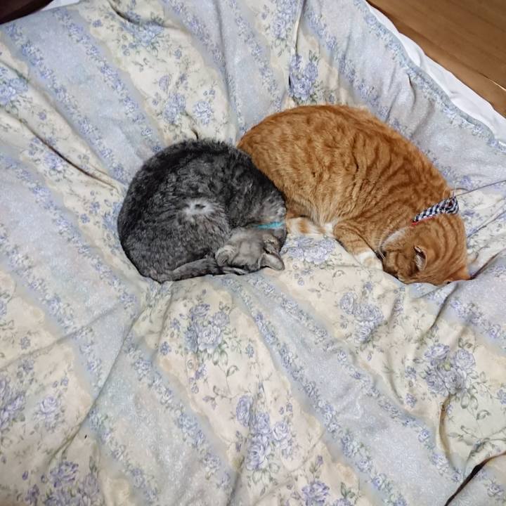 23c758cb b599 4908 bdd8 d486491b7620 1575635863187