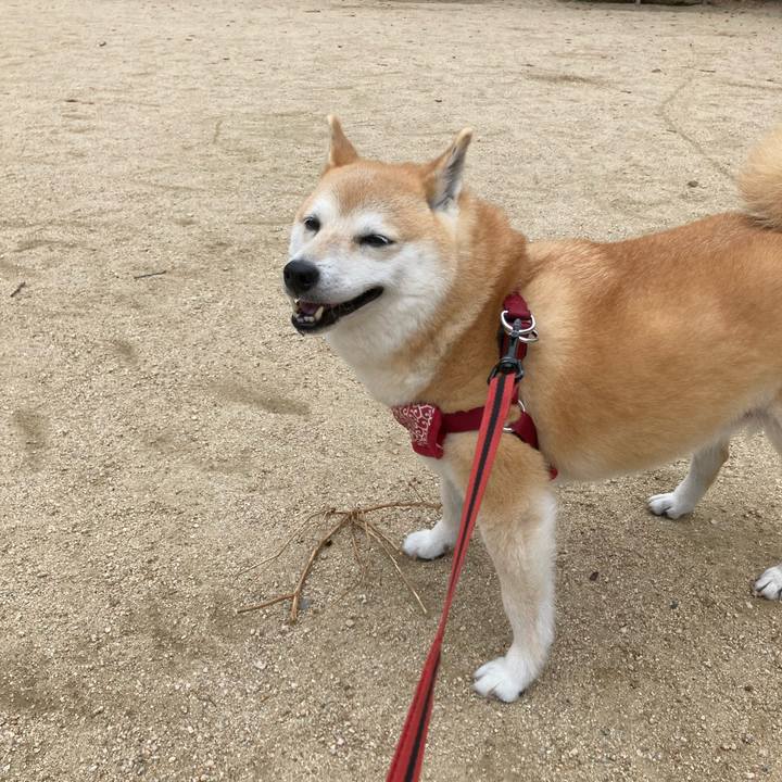 23c9a9d0 27cc 4b38 9fdf 810ea6d57c1f 1623626437783