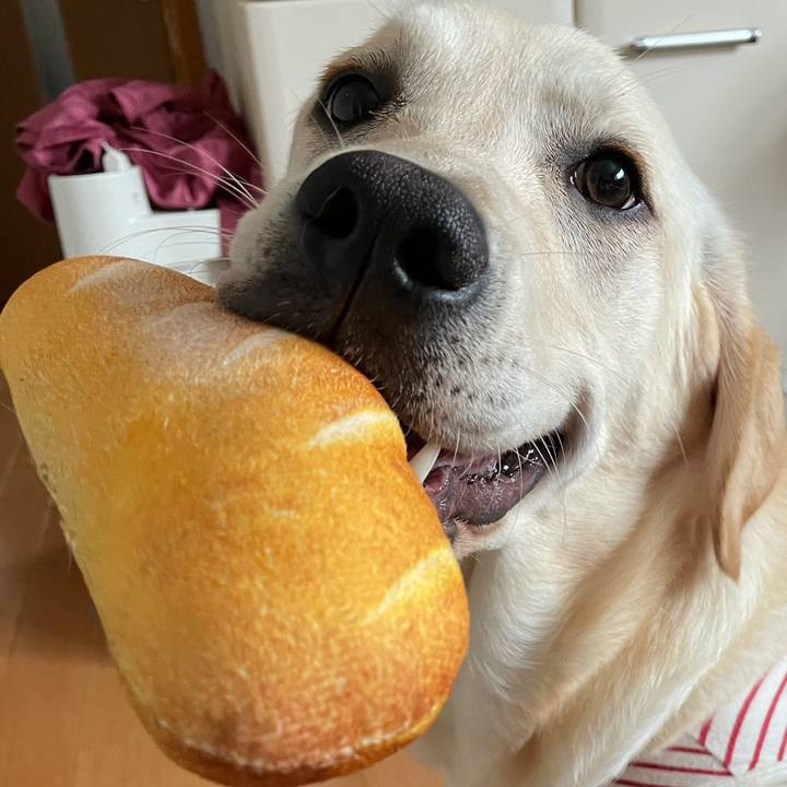 23ca7381 48da 40dc b6cb eb2f0a7a9331 1623390274627