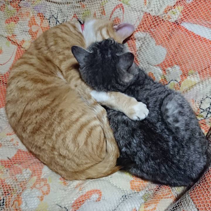 23ce2b29 1215 437e b8b0 19014d3302c9 1574253827901