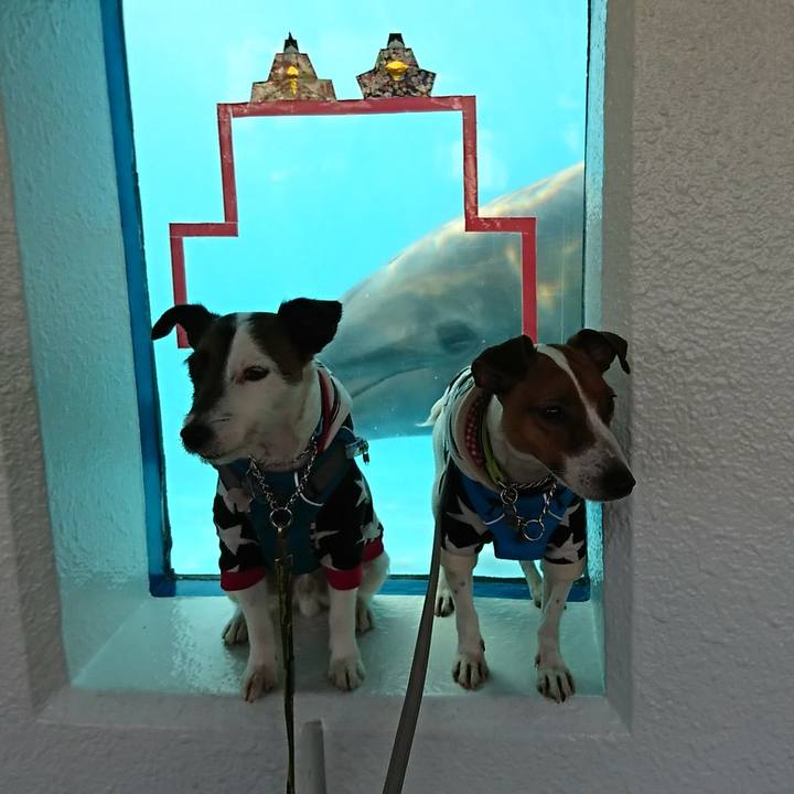 23cf84ff 4477 4458 9843 5d09d8e6591e 1550994389947