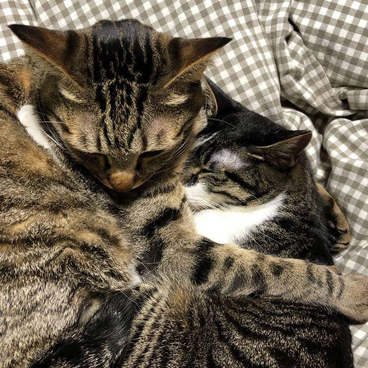 23d09b31 2f26 41b9 adba 945212e15a01 1544849771307