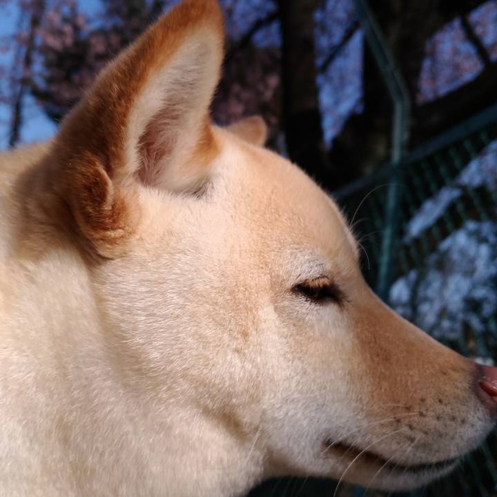 23d0aa98 579c 41c5 95cb 4c0d9cfbe1f3 1520941364889