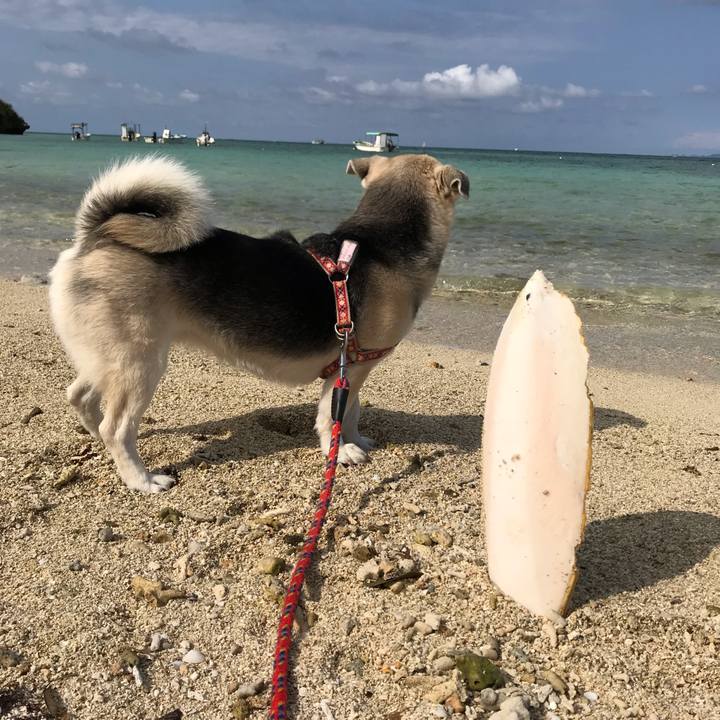 23d0e520 e4cd 49bd bf46 5f4af2ee189c 1555227343743