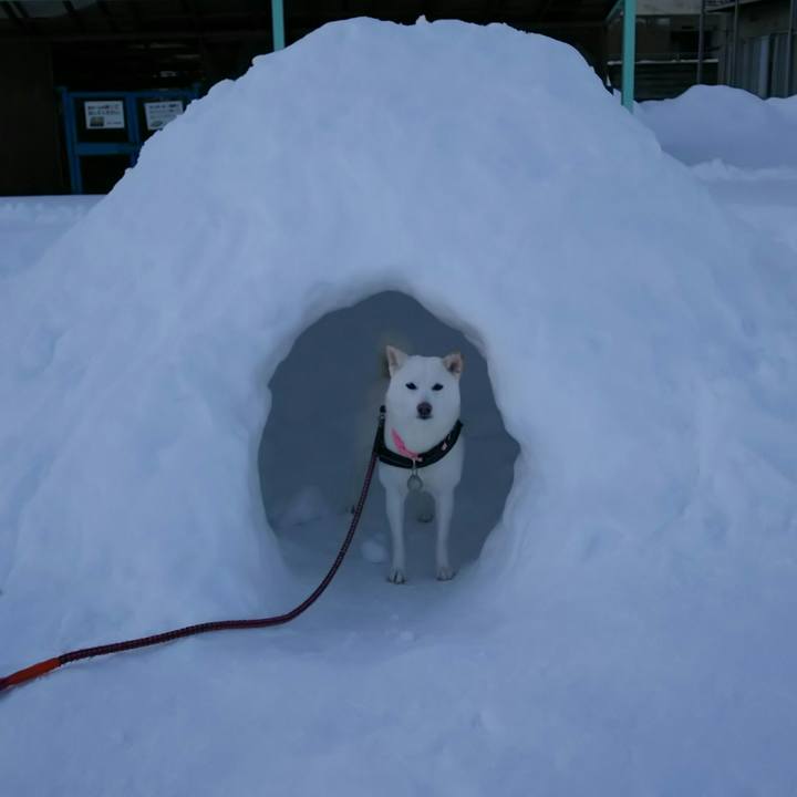 23d52f8d 321a 4ff8 a6a3 bfa16f9f57fa 1515917606108