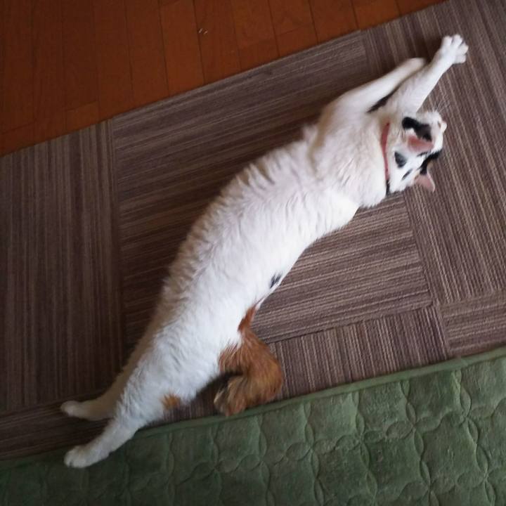 23d54b27 2700 40b5 adec 06c8ae6fbdb8 1510264958498