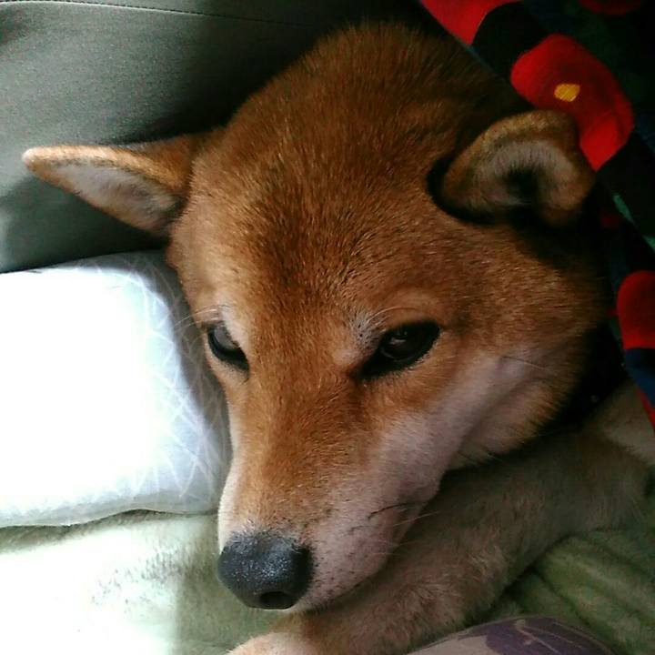 23d62336 9bcc 4544 b991 86fc9740762d 1542794214449