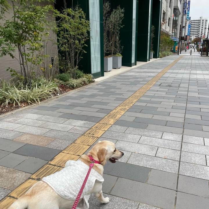 23d7d402 4296 447a a3f4 ac46747cc857 1635571040925