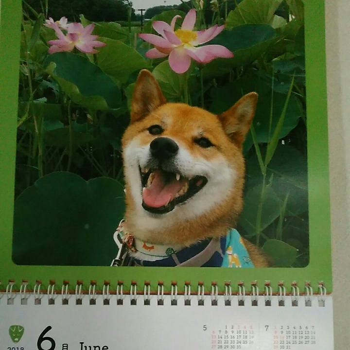 23d9e8af 0c70 4c92 bf15 2d85de099a7b 1527812131840