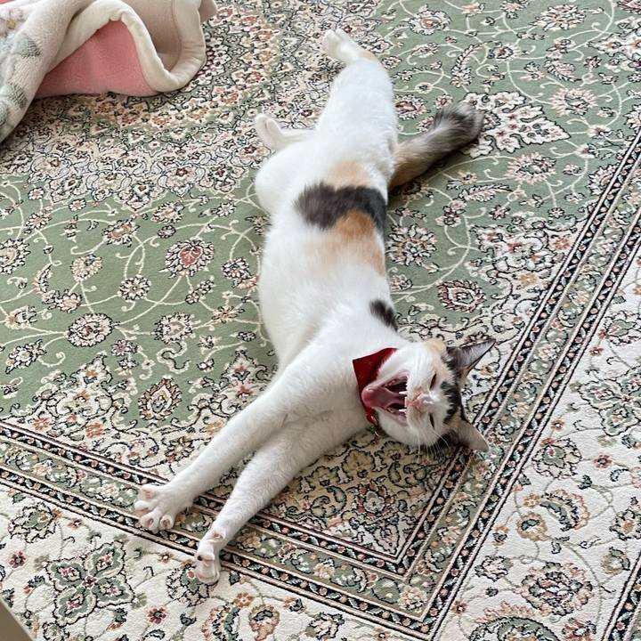 23db8dd0 c7f6 49b8 8989 4733351b34a2 1702013768808