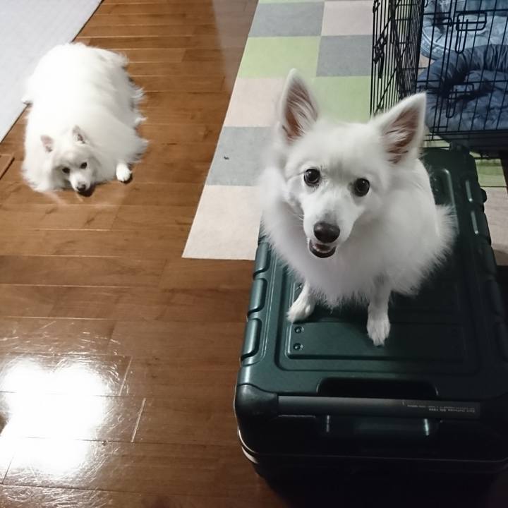 23e0c8d4 6666 4f0a 95f6 fd1f049fe699 1619743817339