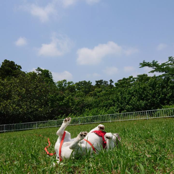 23e1a20b bdf5 4e60 9a68 0a1834381379 1528005847016