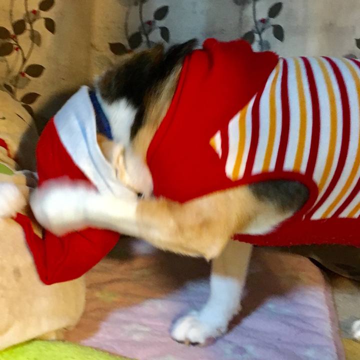 23e2d78b e607 43a2 8c4f d9b0f255ef0e 1545748560682