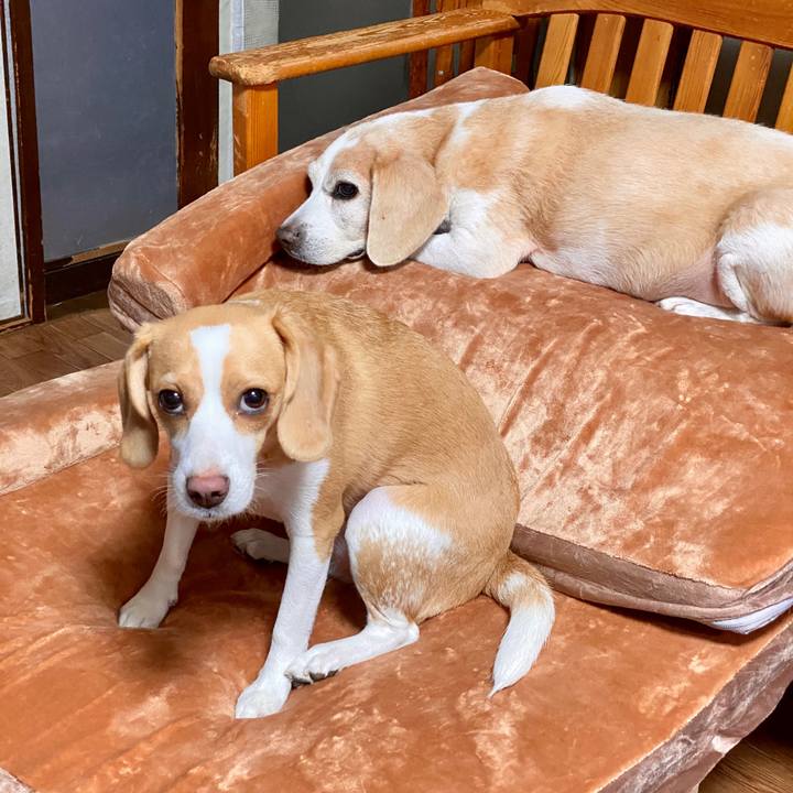 23e6bfc2 ab5c 4330 a21b 7f11e2123c44 1598261947720