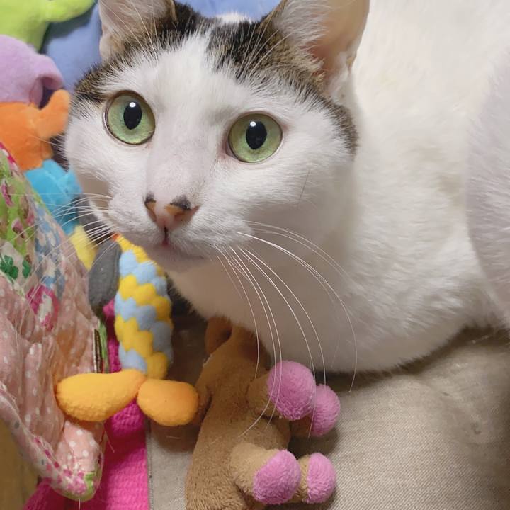 23e6eaec ebfb 44e4 bdff feb8fa4c154f 1586516565893