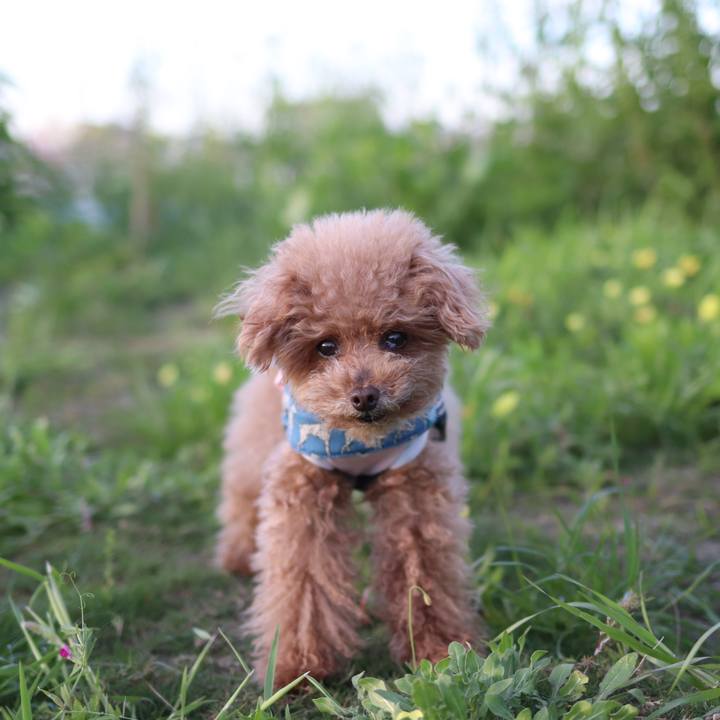 23e83289 7b2d 412b 9e58 41e4ecb46276 1604487733462