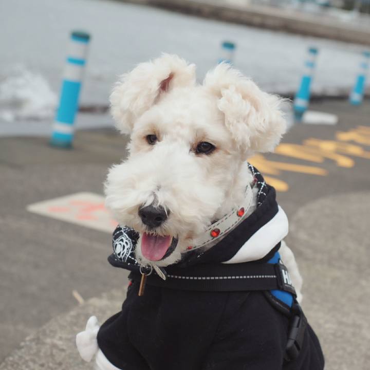 23e93955 031a 48c6 ac21 1865e4b1de81 1515317647552