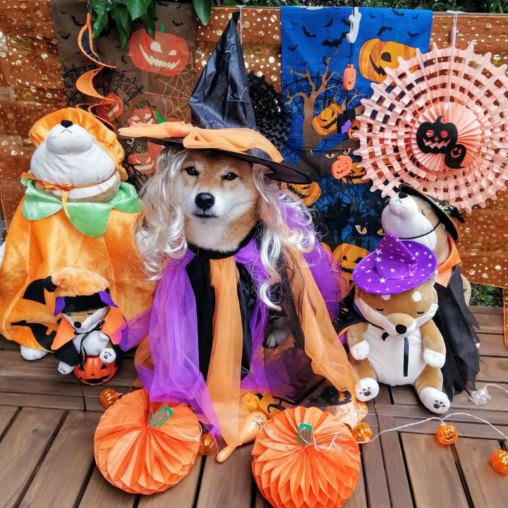 23ea0809 6a3a 4859 b429 2a3746265ed3 1603770637401