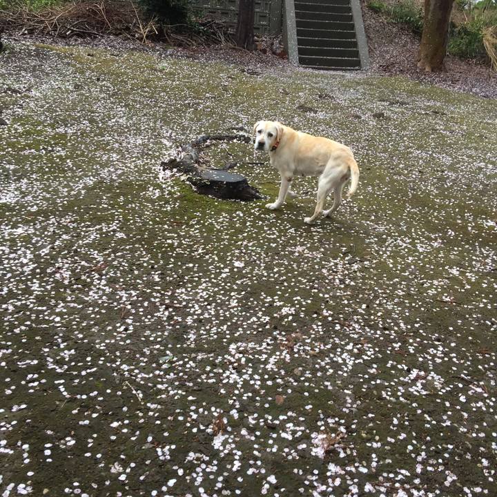 23ea418b eb8b 4e66 8202 9d86b03c911e 1523772741407