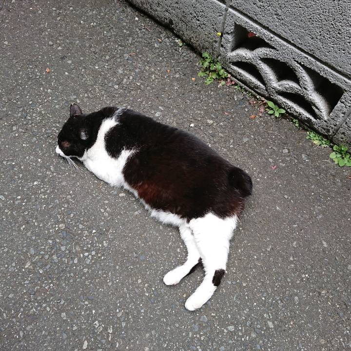 23f24bc8 0b36 44a2 aeae 5283ed1d71f1 1560653974146