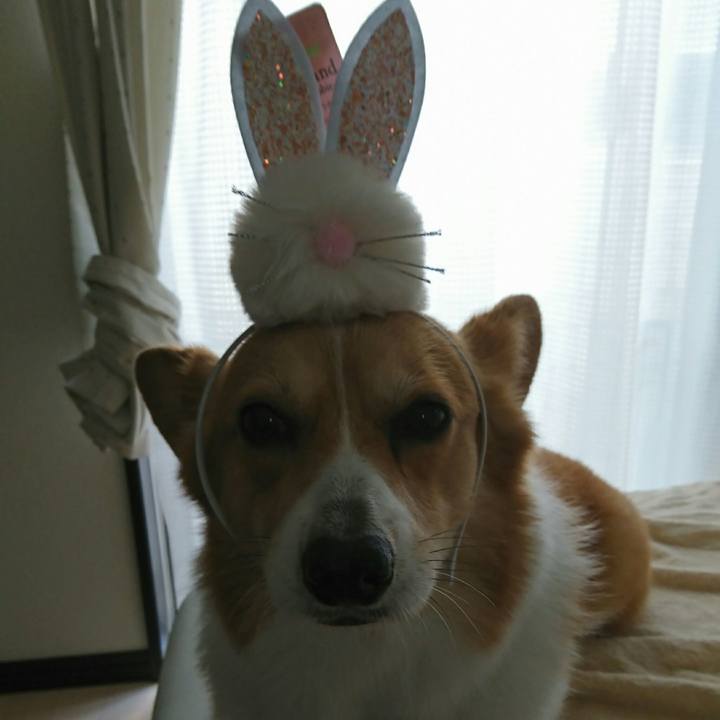 23f411af 8f89 41d9 b465 131879fab46f 1553345537578