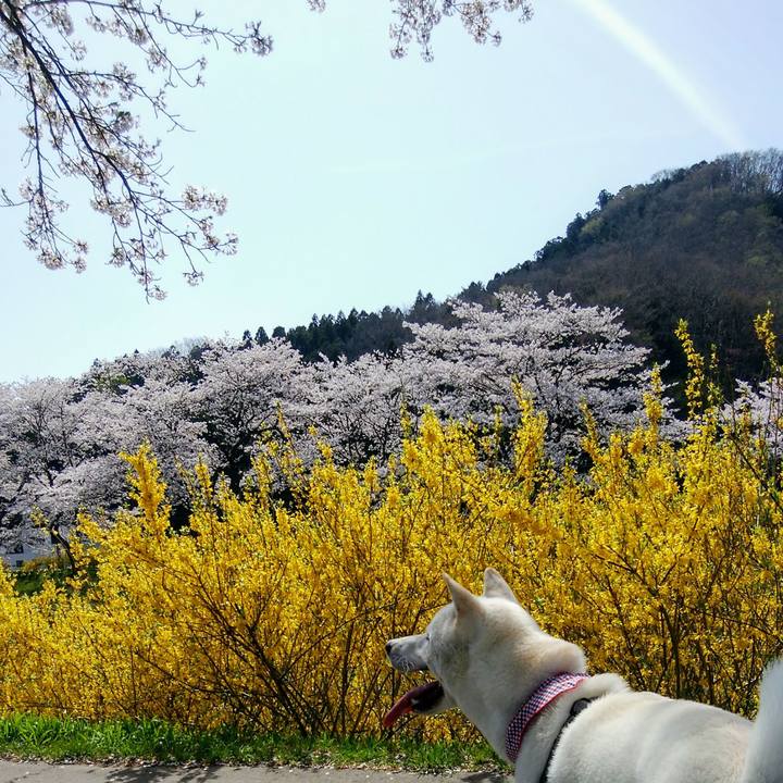 23f42ab8 9f2a 4b12 8a69 0da0c82503da 1523335314803