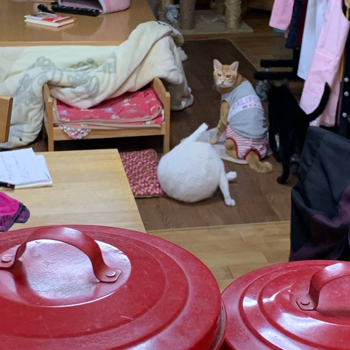 23f84154 0071 4255 bae3 383233be3c11 1607509920849