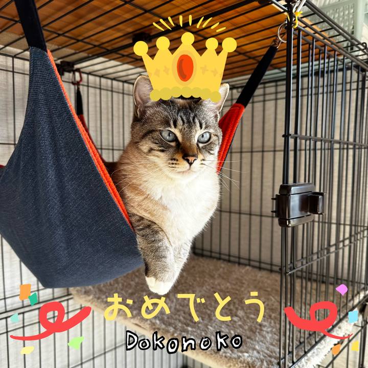 23ff1346 aa8d 4787 8ff3 f1b42de3ca80 1686014769864