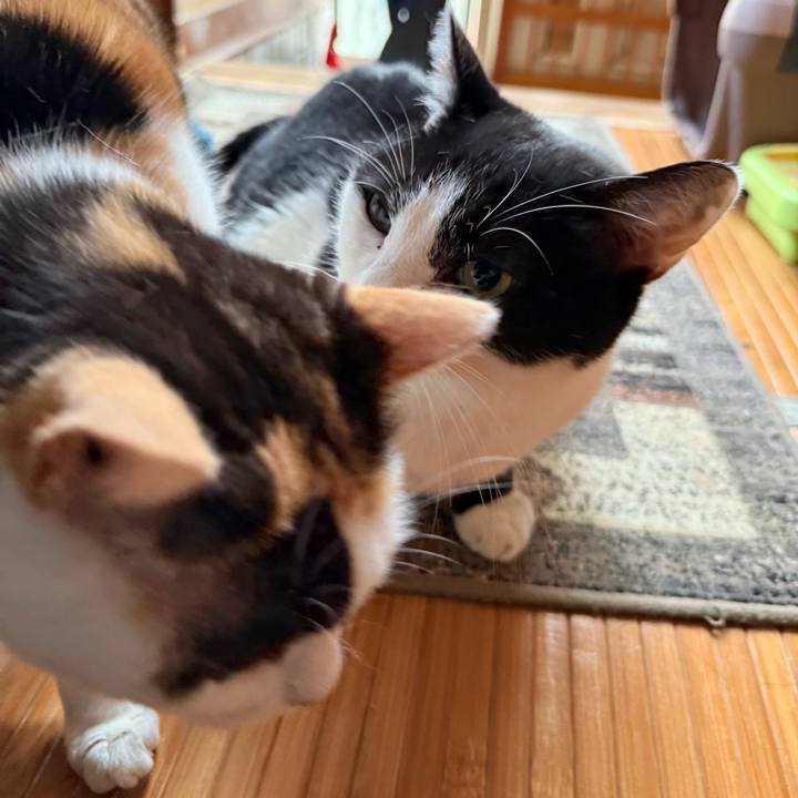 24015932 1841 4e16 b408 33288bccf3ca 1734052533319