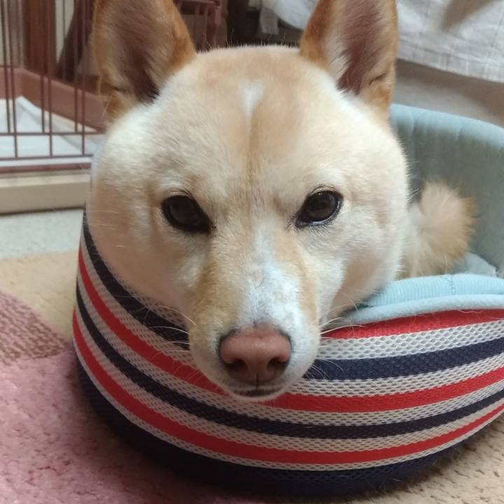 2402c342 04ce 461b b15c 6df0b94a6cb8 1559292238904