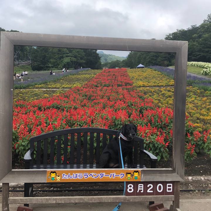 24061d33 a554 4ee2 bff2 2826715e4225 1534746904939