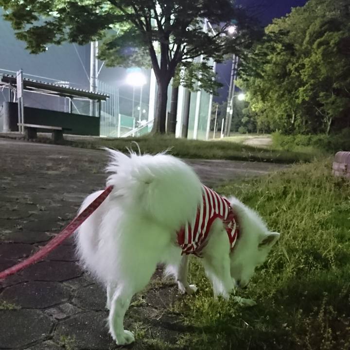 2406285e 2ff5 4f6a bfe6 a726198105aa 1526553887114