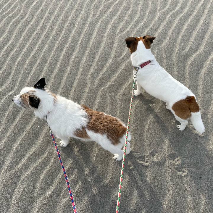 2408da0b 13df 4c42 b265 db2446993102 1743033085894